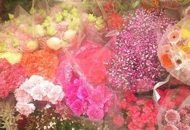 ビビアンベガ★-ドリームベガ 世界に一つだけの花