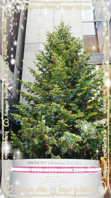 ドリームベガ 銀座ミキモトのクリスマスツリー2014