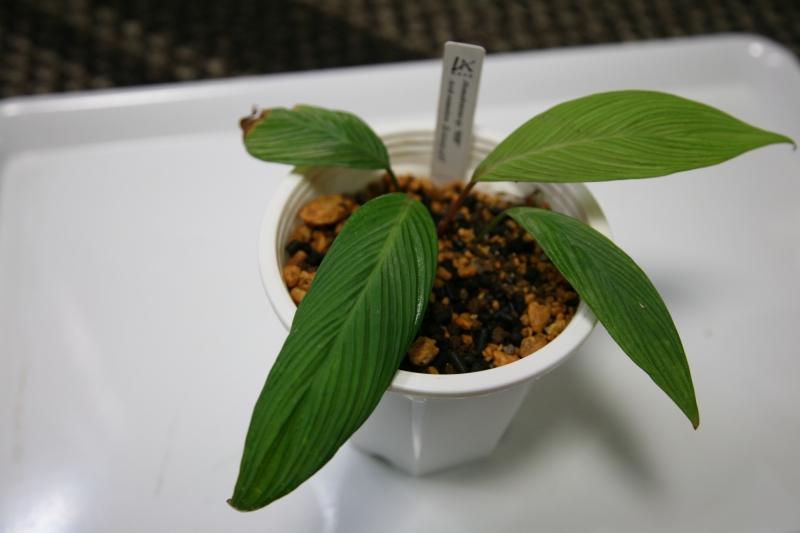 Homalomena sp. 蛇腹 Aceh sumatera 【LA0215-4T】 | North Plants Diary