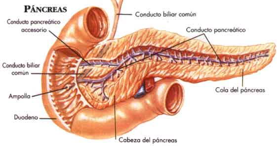 Pancreas-21.jpg