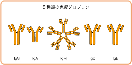 antibody-Ig.jpg