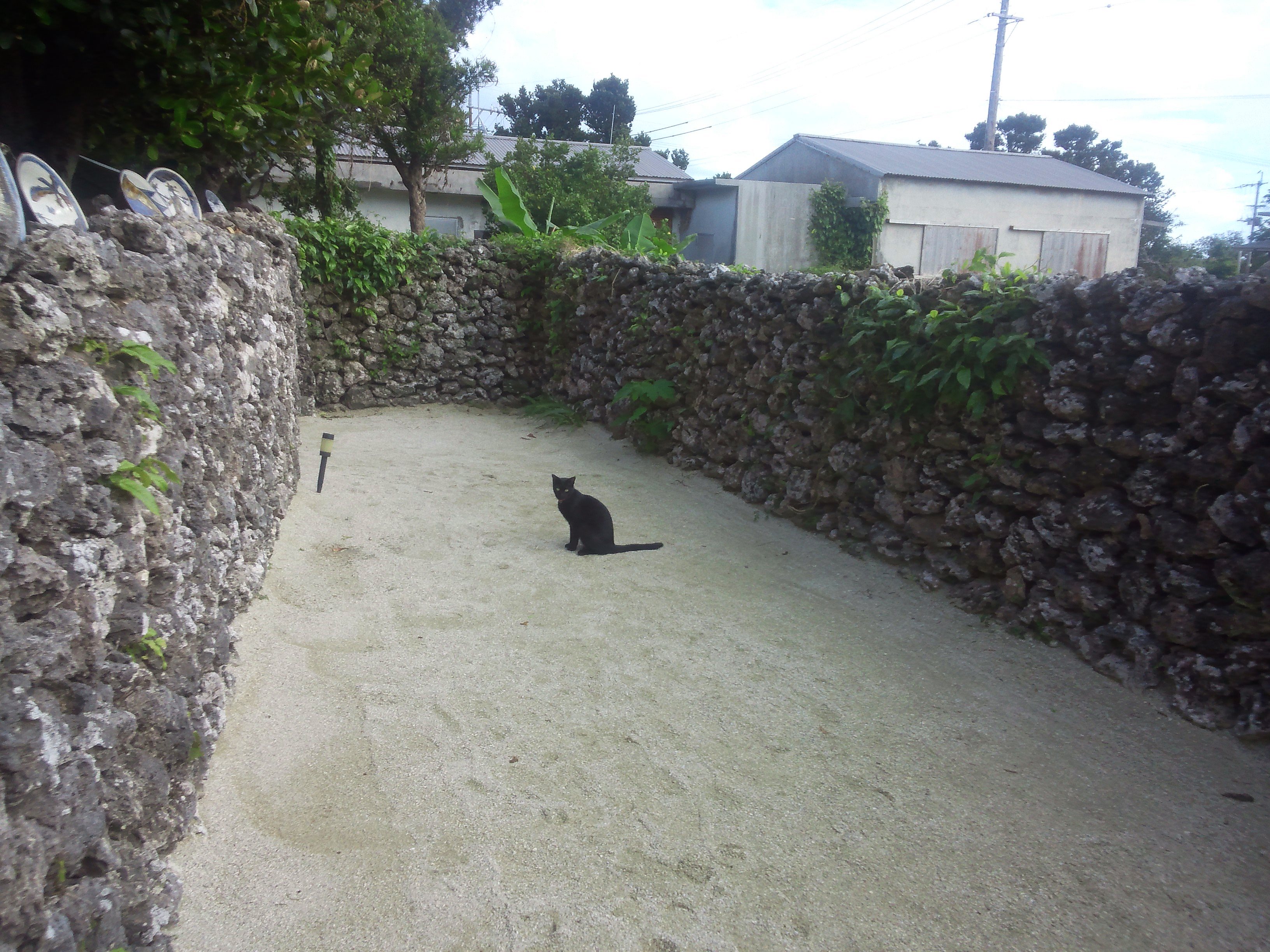 2015_1113_5_黒猫1