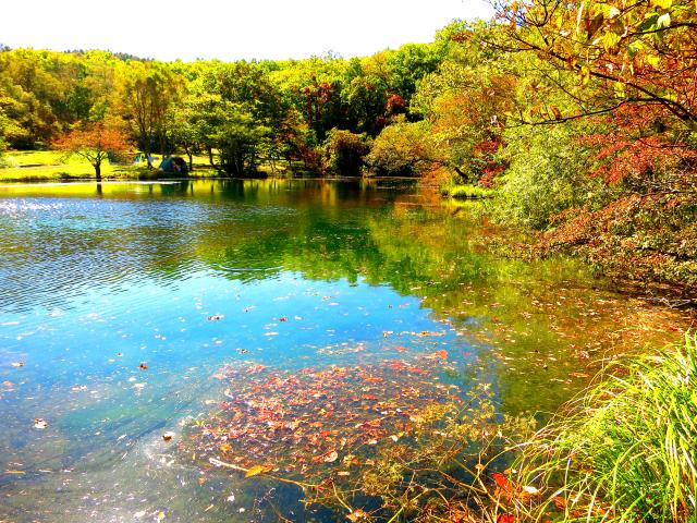 北八ヶ岳 駒出池キャンプ場 日本一の白樺の森で紅葉を 1 ゆるり山あそび
